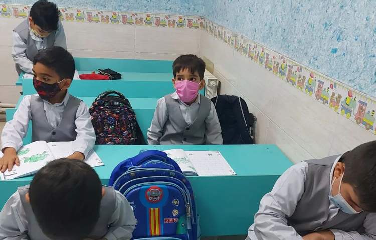 گل داوودی_4
